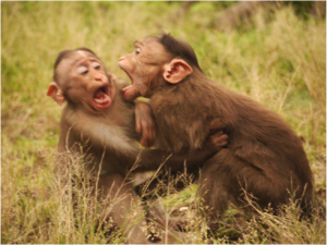 Monkeys Fighting