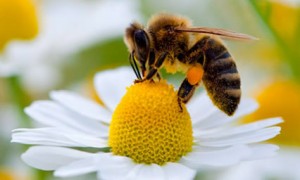 Bee-collecting-pollen-010